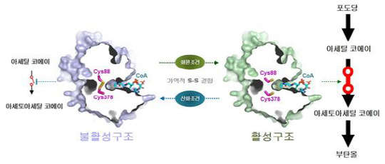 바이오부탄올 생산 효소인 '싸이올레이즈'의 산화-환원 스위치 작용기전을 나타내는 모식도 KAIST 제공